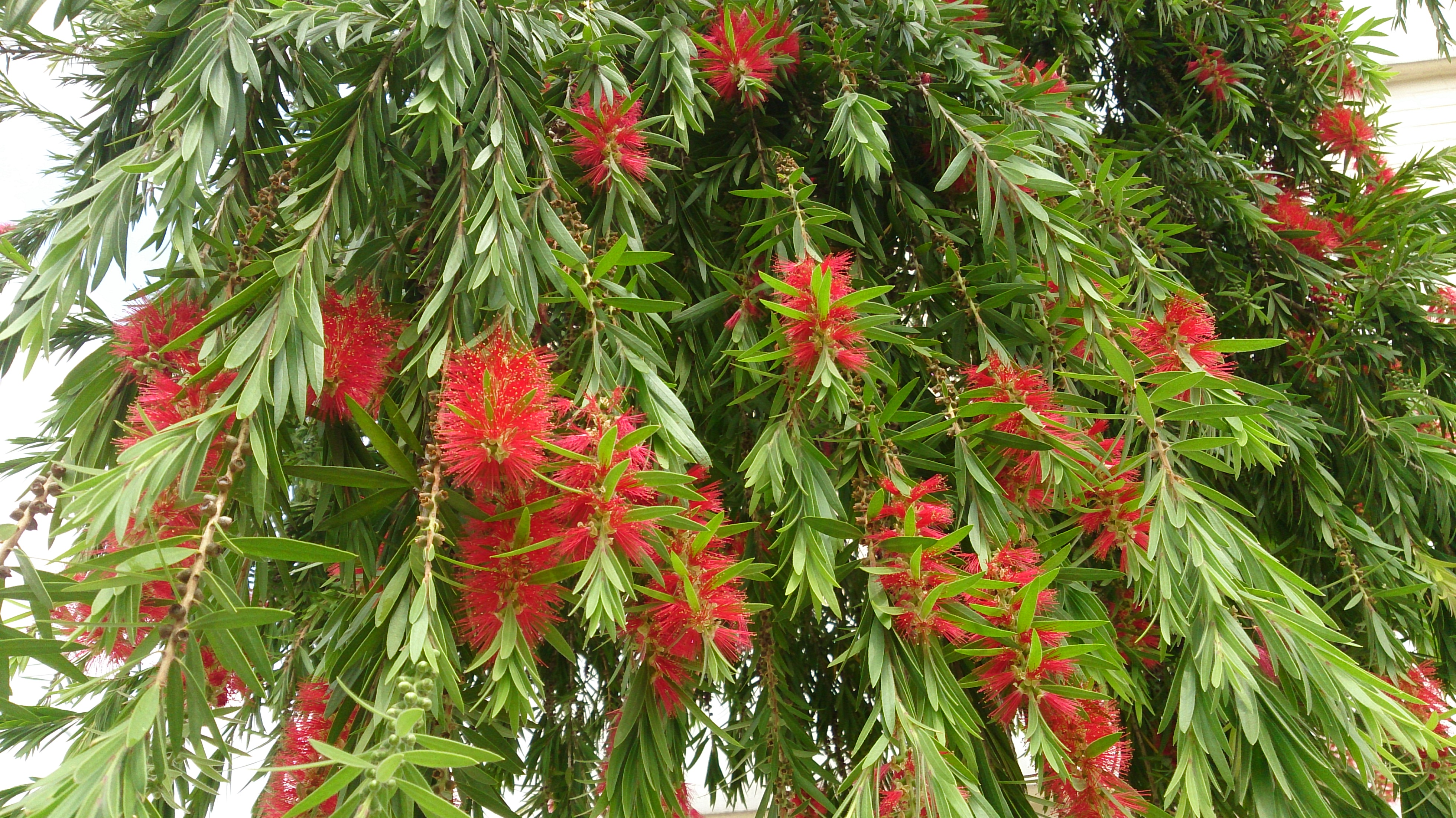 Weeping Bottlebrush