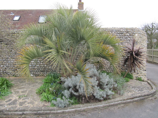 Pindo Palm