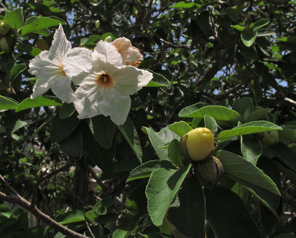 Wild Olive